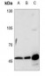 Anti-VASP Antibody
